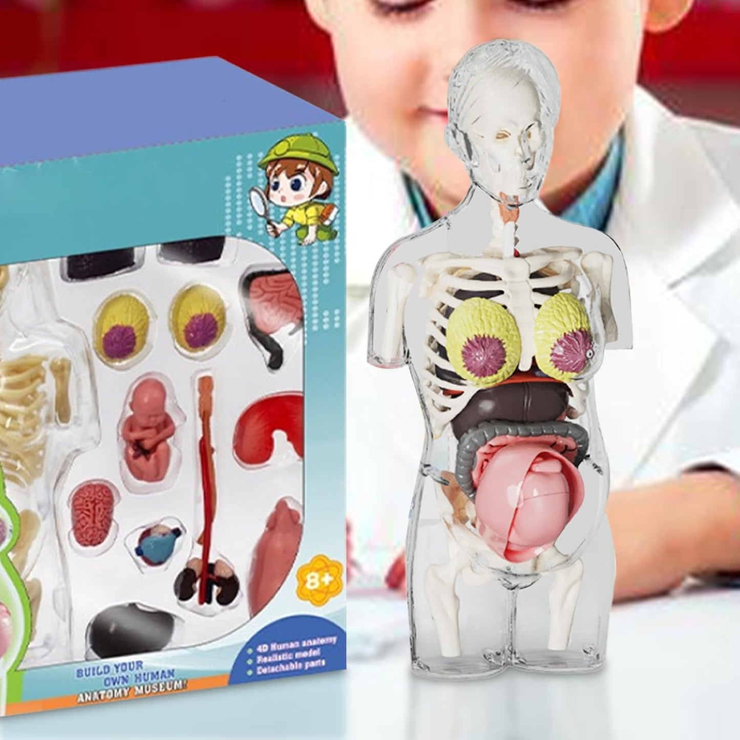 4D Transperant Pregnancy Torso Model Scientific Toy Set  || لعبة علمية مجسم المرأة الحامل رباعية الابعاد
