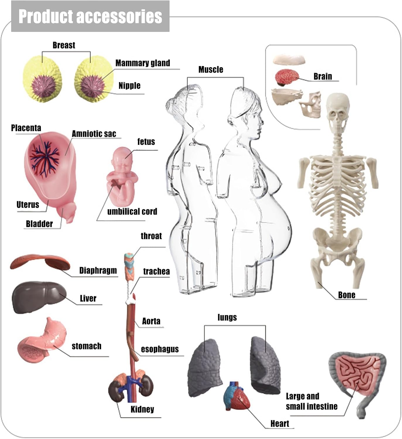 4D Transperant Pregnancy Torso Model Scientific Toy Set  || لعبة علمية مجسم المرأة الحامل رباعية الابعاد