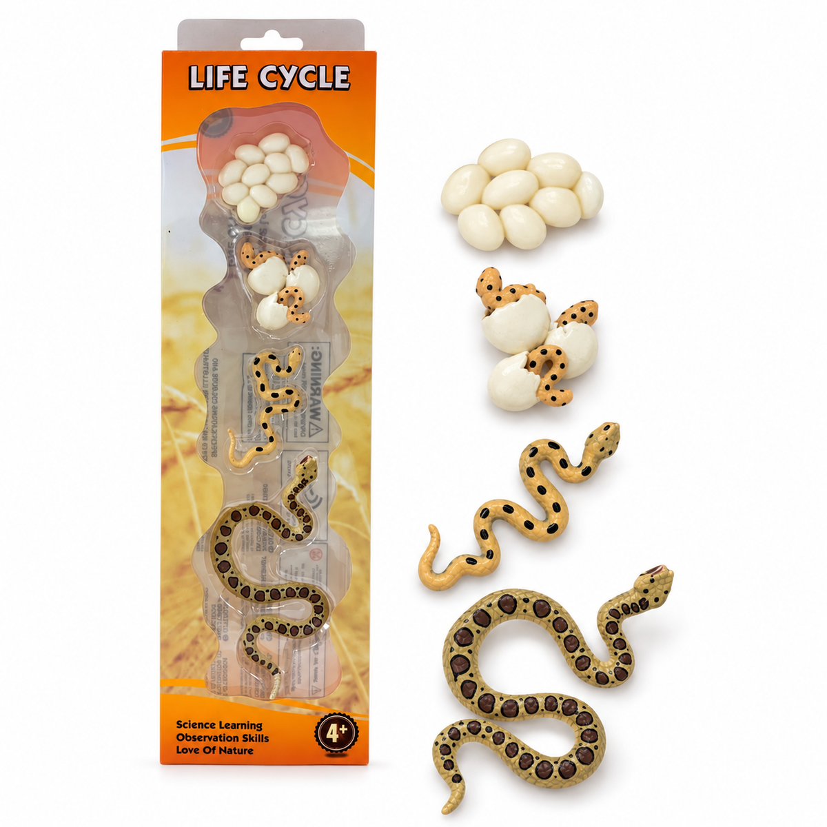 Educational Scientific Toys Life Cycle Set Snake || مجموعة العاب علمية دورة حياة الافعى
