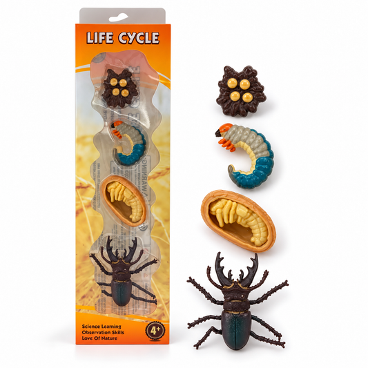 Educational Scientific Toys Life Cycle Set Bettle || مجموعة العاب علمية دورة حياة الخنفساء