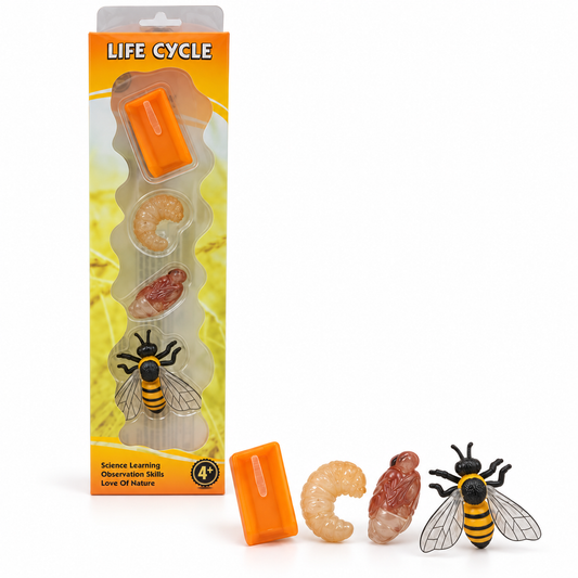 Educational Scientific Toys Life Cycle Set Bee || مجموعة العاب علمية دورة حياة النحلة