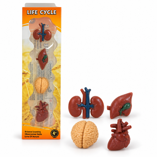 Educational Scientific Toys Life Cycle Set Human Organs || مجموعة العاب علمية دورة حياة الاعضاء البشرية