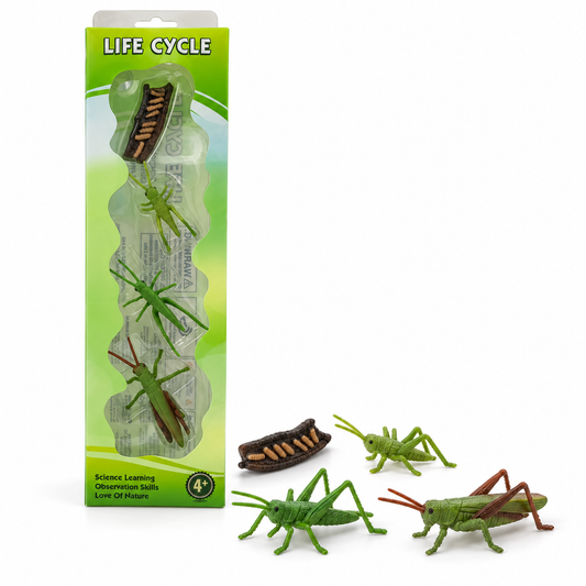 Educational Scientific Toys Life Cycle Set Grasshopper || مجموعة العاب علمية دورة حياة الجندب