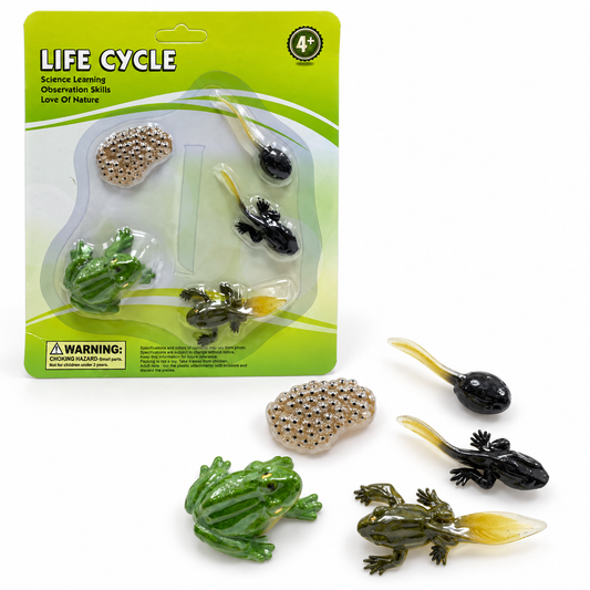 Educational Scientific Toys Life Cycle Set Frog || مجموعة العاب علمية دورة حياة الضفدع