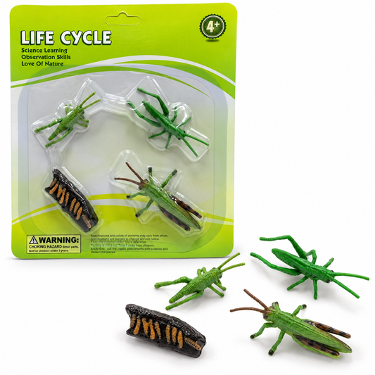 Educational Scientific Toys Life Cycle Set Grasshopper || مجموعة العاب علمية دورة حياة الجندب