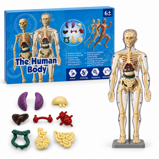The Human Body Scientific Toy Set || لعبة علمية جسم الانسان