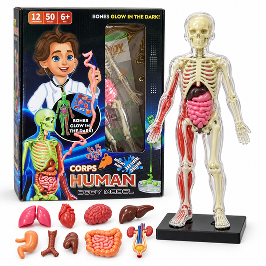 Corps Human Body Model Glow in the Dark Scientific Toy Set || لعبة علمية تشريح جسم الانسان مضيئ بالظلام