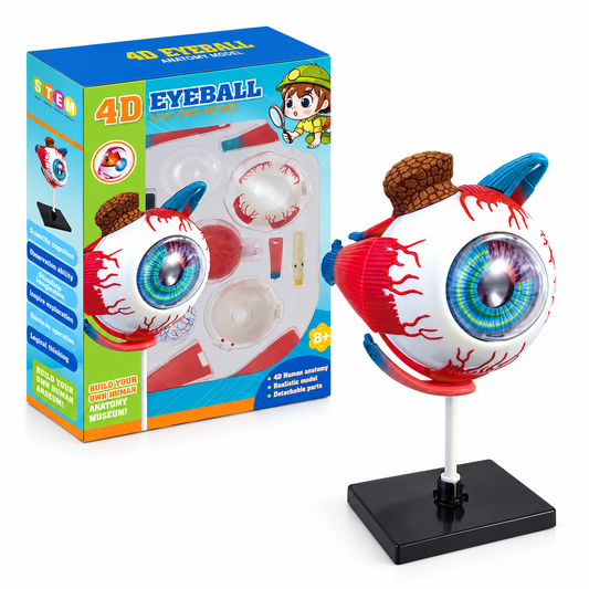 4D Eyeball Anatomy Model Scientific Toy Set || لعبة علمية اجزاء العين البشرية رباعية الابعاد