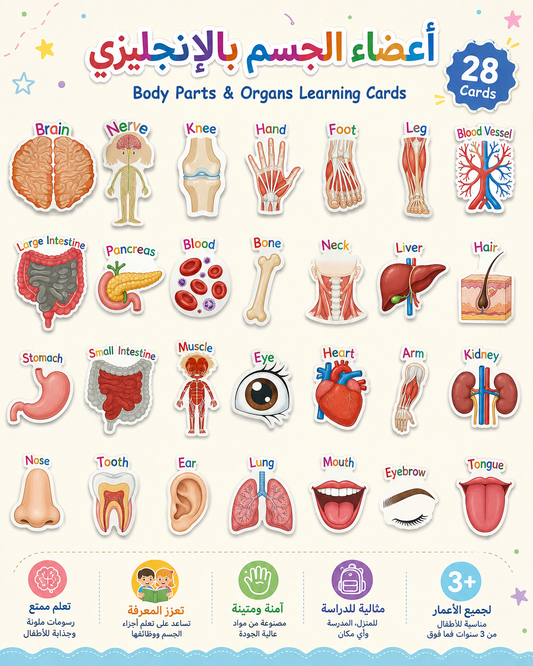 A&T Teachers Whiteboard Strategies My Body 28 Pcs || استراتيجيات تعليمية للمعلمين اجزاء الجسم 28 حبة
