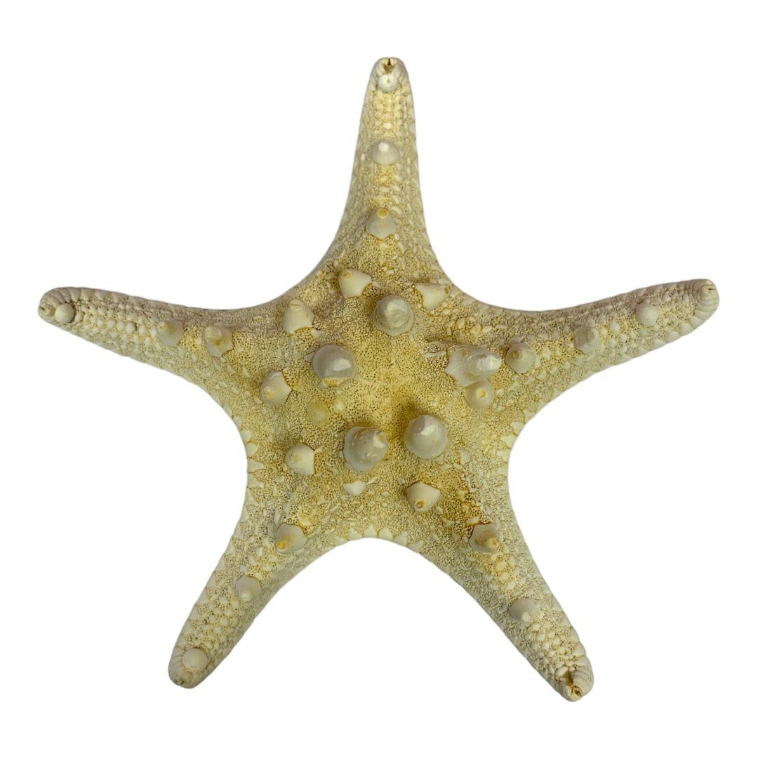 A&T DIY Starfish || نجمة البحر اي اند تي للاشغال اليدوية 