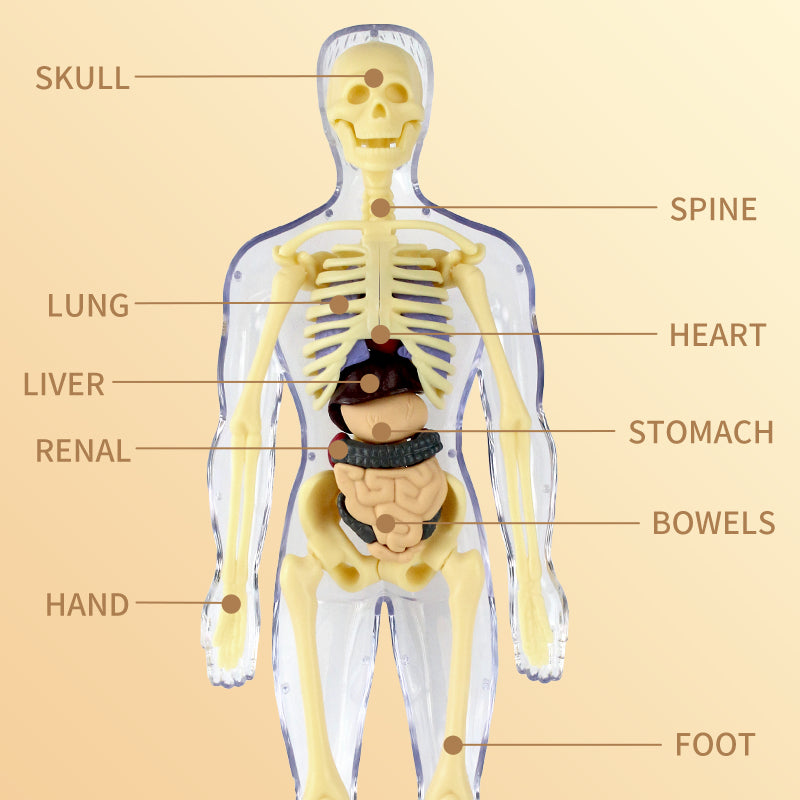 The Human Body Scientific Toy Set  || لعبة علمية جسم الانسان