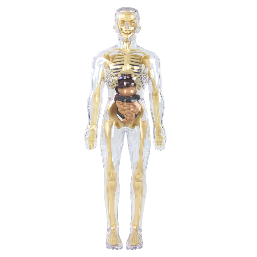 The Human Body Scientific Toy Set  || لعبة علمية جسم الانسان