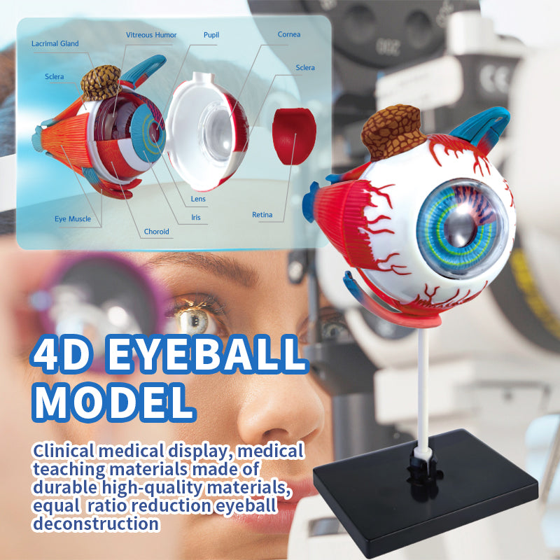 4D Eyeball Anatomy Model Scientific Toy Set  || لعبة علمية اجزاء العين البشرية رباعية الابعاد