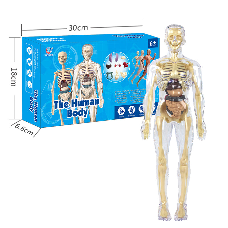 The Human Body Scientific Toy Set  || لعبة علمية جسم الانسان