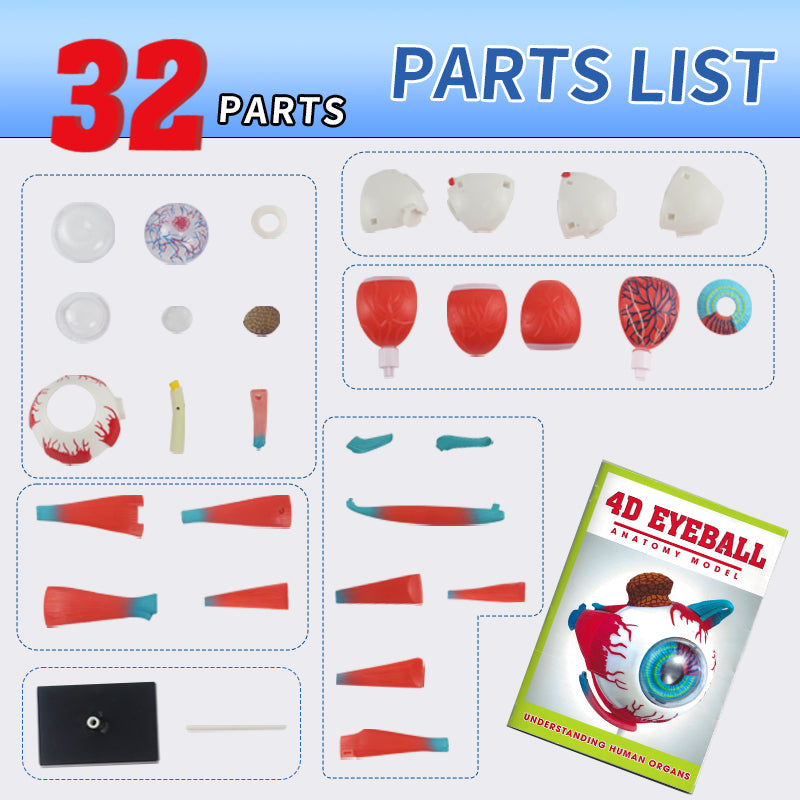 4D Eyeball Anatomy Model Scientific Toy Set  || لعبة علمية اجزاء العين البشرية رباعية الابعاد