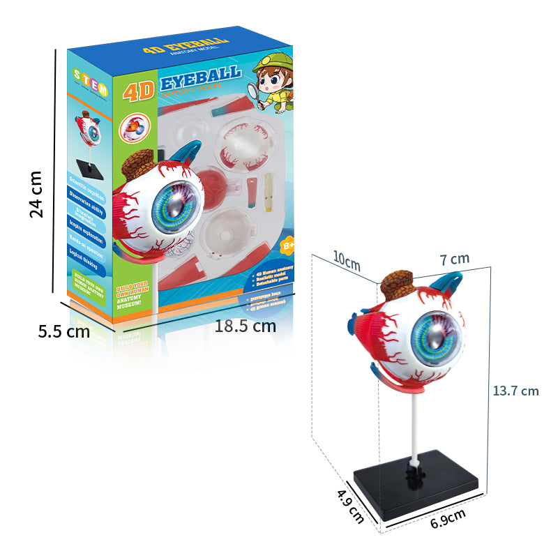4D Eyeball Anatomy Model Scientific Toy Set  || لعبة علمية اجزاء العين البشرية رباعية الابعاد
