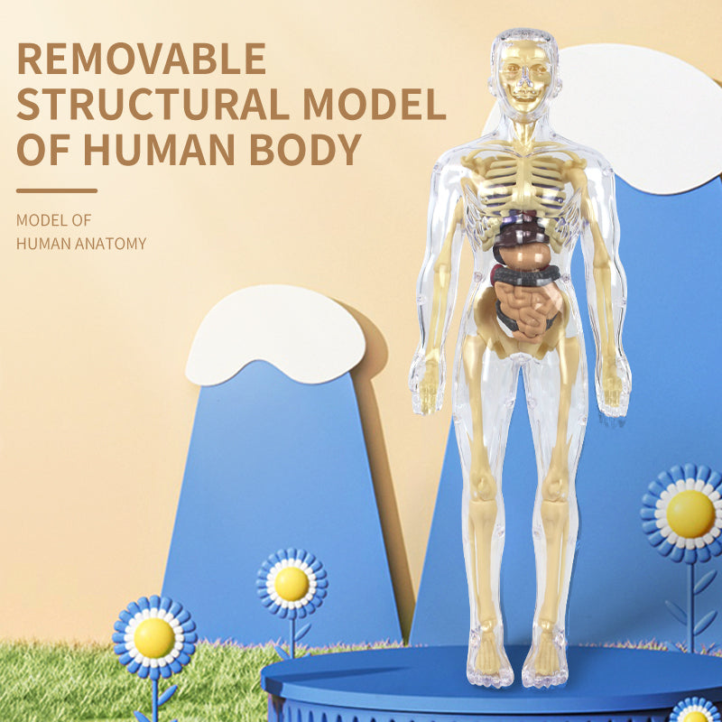 The Human Body Scientific Toy Set  || لعبة علمية جسم الانسان