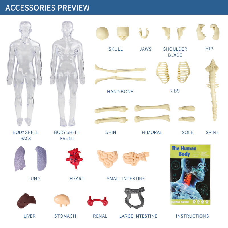 The Human Body Scientific Toy Set  || لعبة علمية جسم الانسان