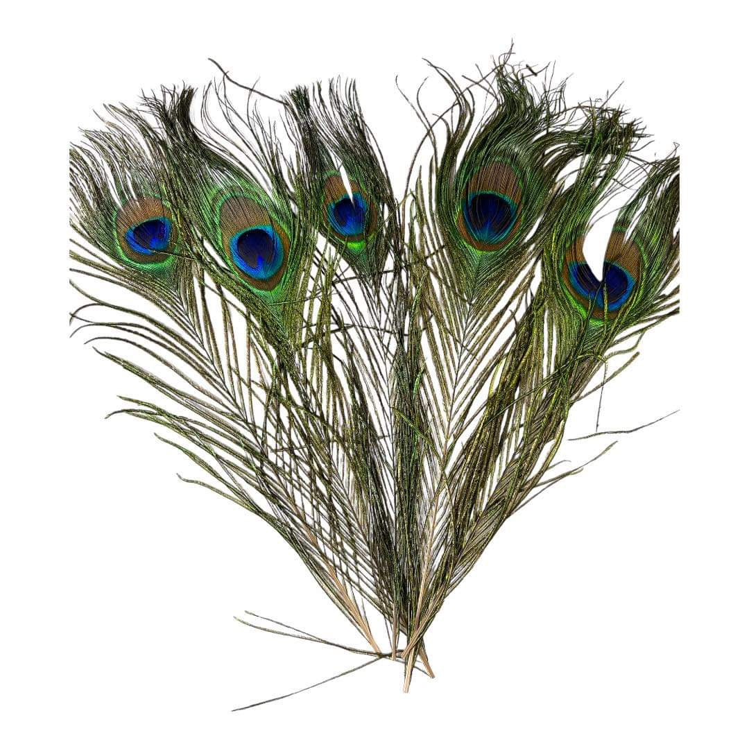 Peacock Feathers || ريش طاووس