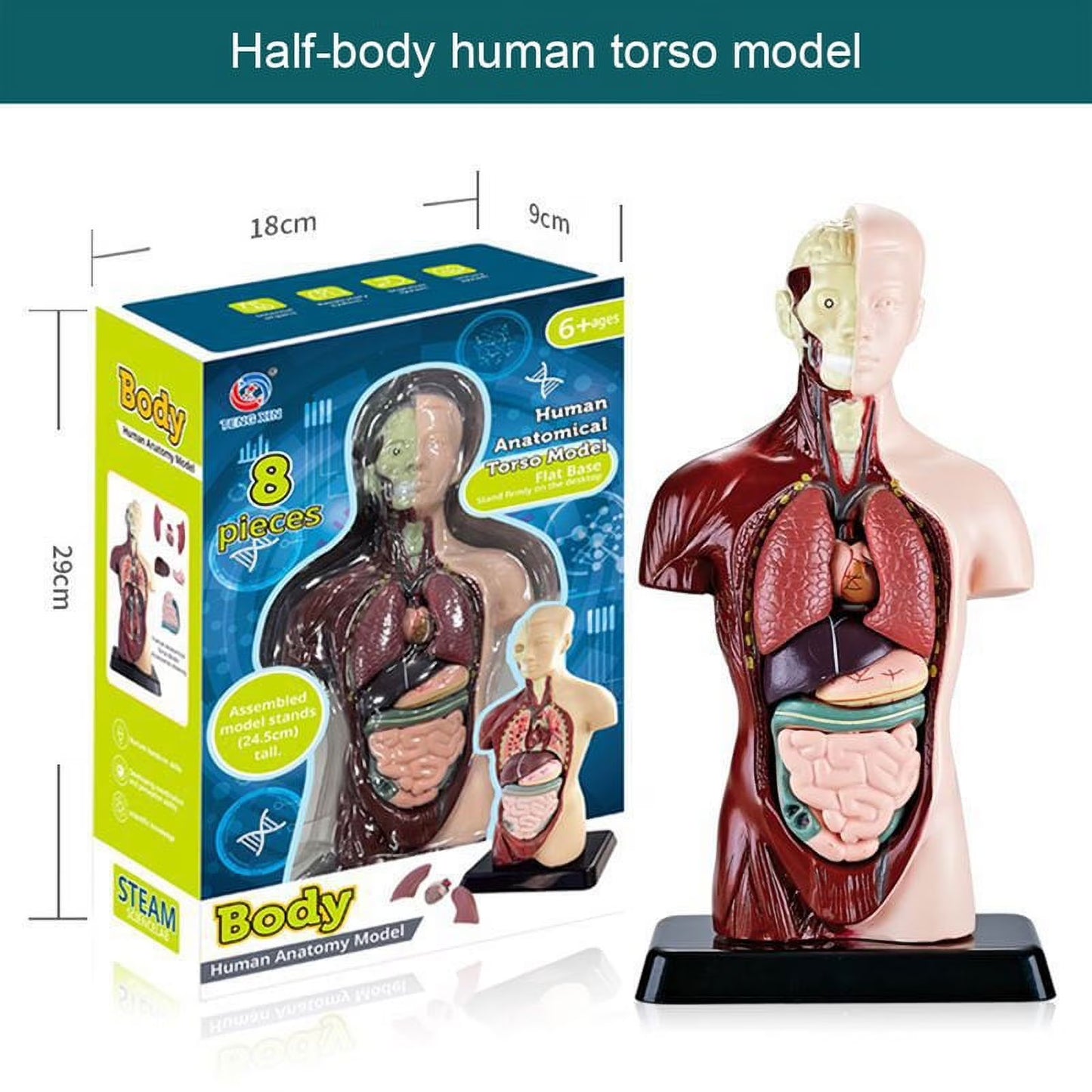 Body Human Anatomy Model Torso Scientific Toy Set  || لعبة علمية اعضاء جسم الانسان من الجذع الى الاعلى
