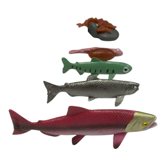 Educational Scientific Toys Life Cycle Set Fish || مجموعة العاب علمية دورة حياة الاسماك