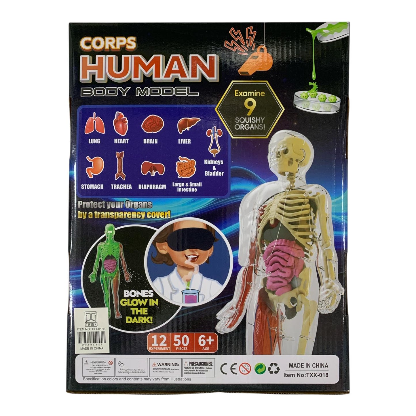 Corps Human Body Model Glow in the Dark Scientific Toy Set  || لعبة علمية تشريح جسم الانسان مضيئ بالظلام