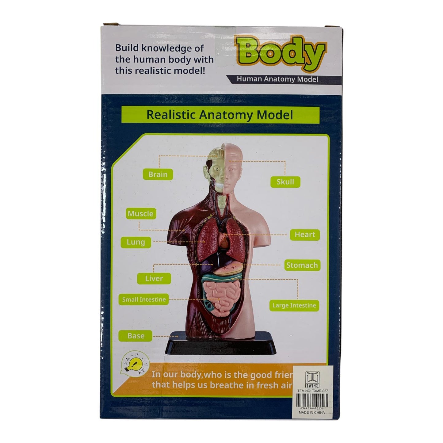 Body Human Anatomy Model Torso Scientific Toy Set  || لعبة علمية اعضاء جسم الانسان من الجذع الى الاعلى