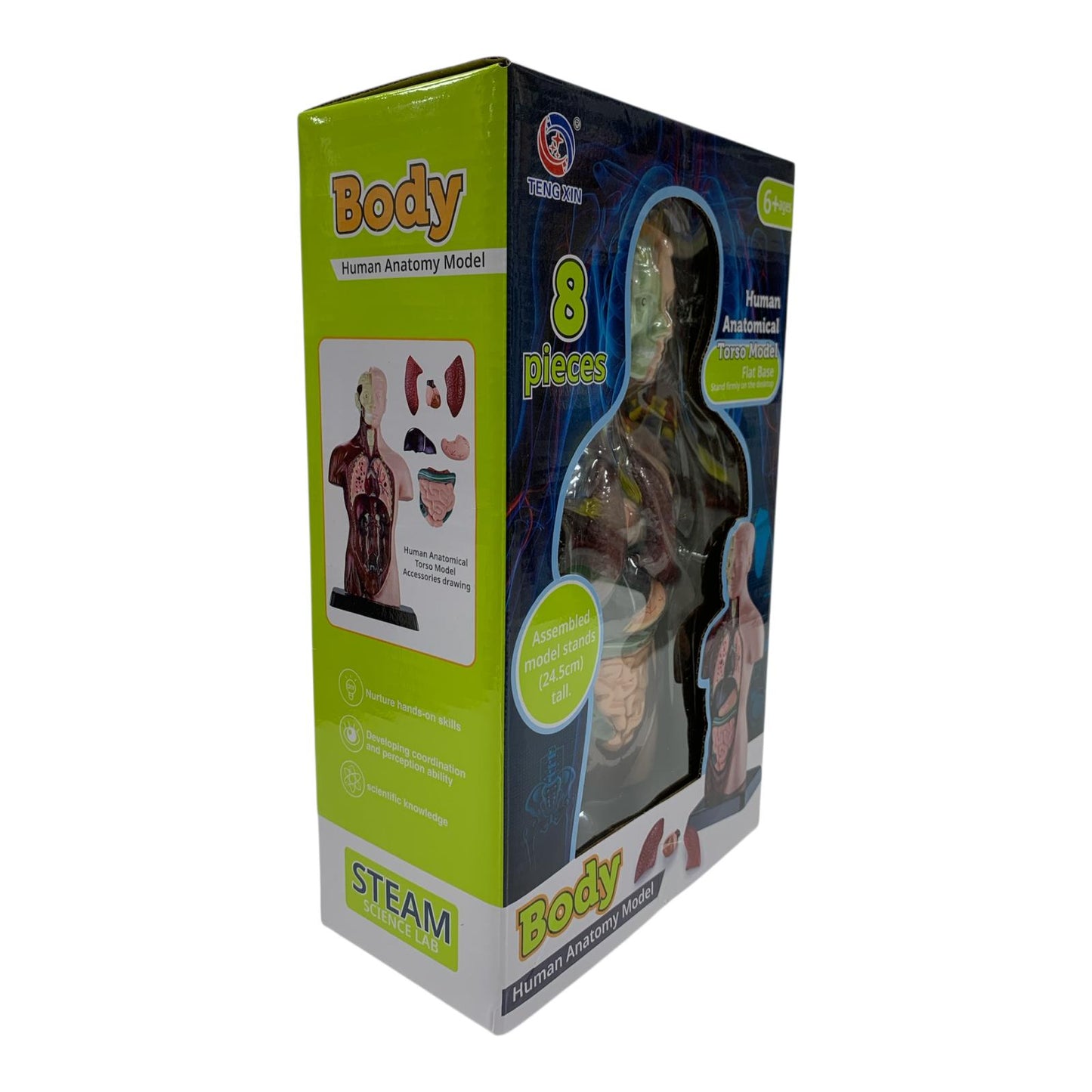 Body Human Anatomy Model Torso Scientific Toy Set  || لعبة علمية اعضاء جسم الانسان من الجذع الى الاعلى
