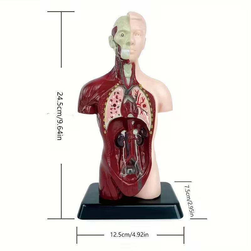 Body Human Anatomy Model Torso Scientific Toy Set  || لعبة علمية اعضاء جسم الانسان من الجذع الى الاعلى