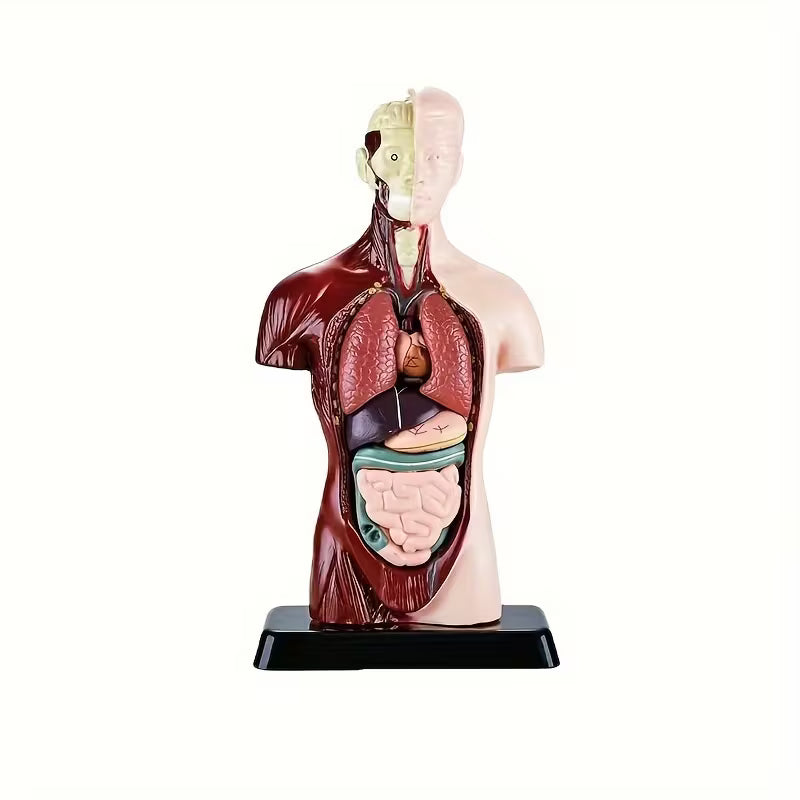 Body Human Anatomy Model Torso Scientific Toy Set  || لعبة علمية اعضاء جسم الانسان من الجذع الى الاعلى