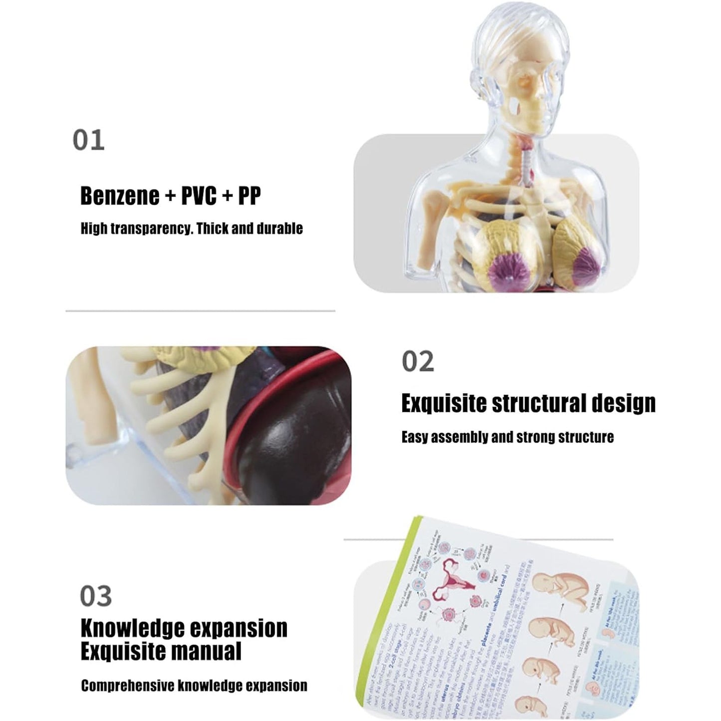 4D Transperant Pregnancy Torso Model Scientific Toy Set  || لعبة علمية مجسم المرأة الحامل رباعية الابعاد
