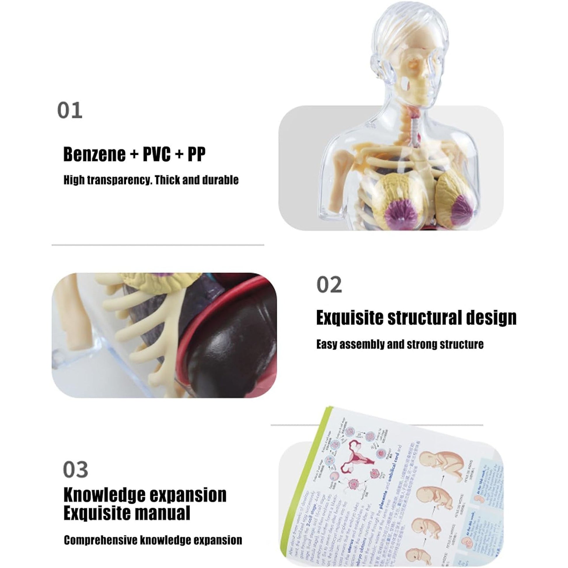 4D Transperant Pregnancy Torso Model Scientific Toy Set  || لعبة علمية مجسم المرأة الحامل رباعية الابعاد