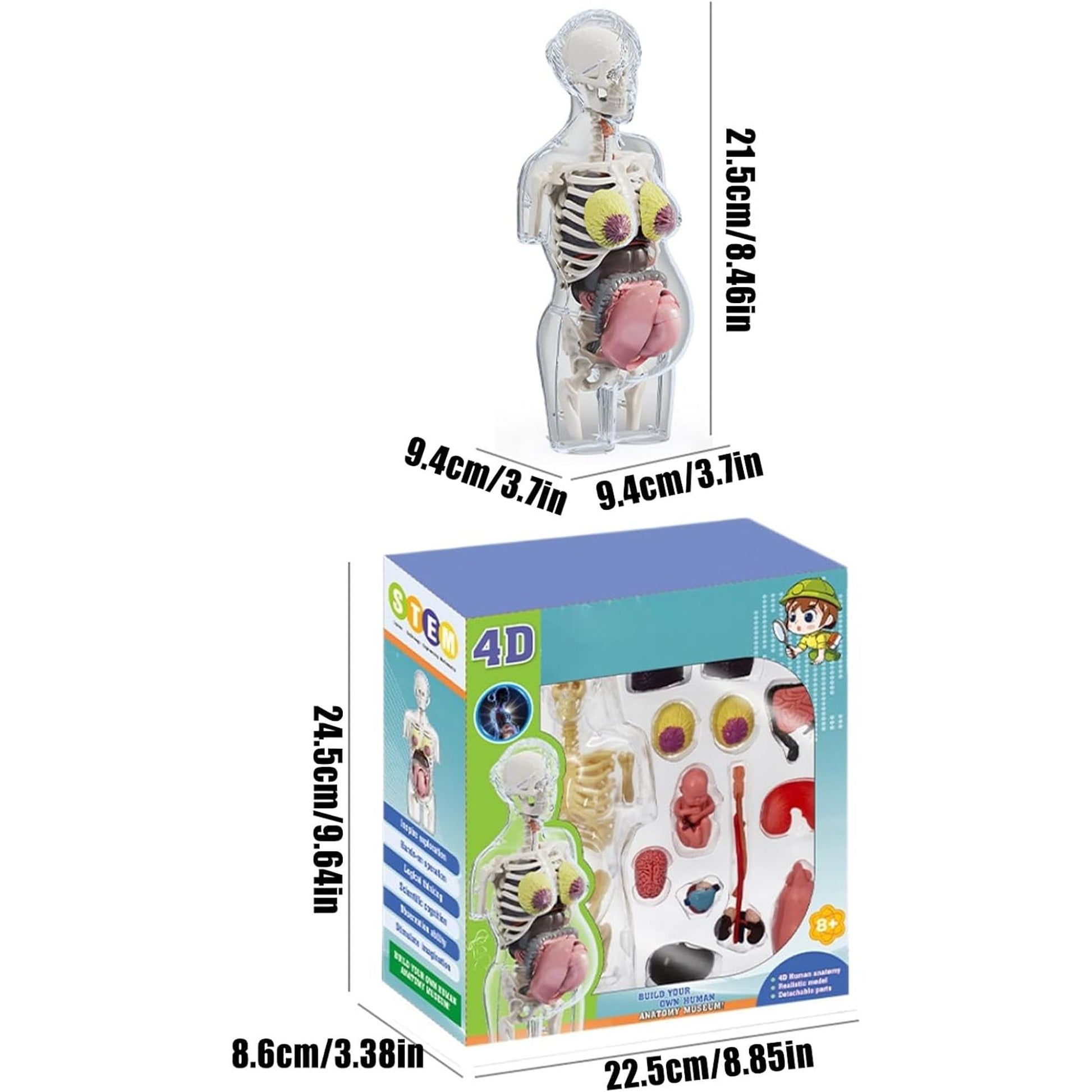 4D Transperant Pregnancy Torso Model Scientific Toy Set  || لعبة علمية مجسم المرأة الحامل رباعية الابعاد