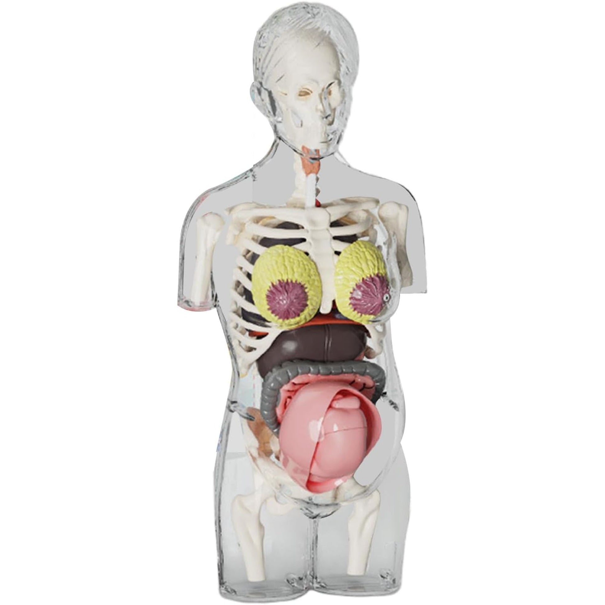 4D Transperant Pregnancy Torso Model Scientific Toy Set  || لعبة علمية مجسم المرأة الحامل رباعية الابعاد