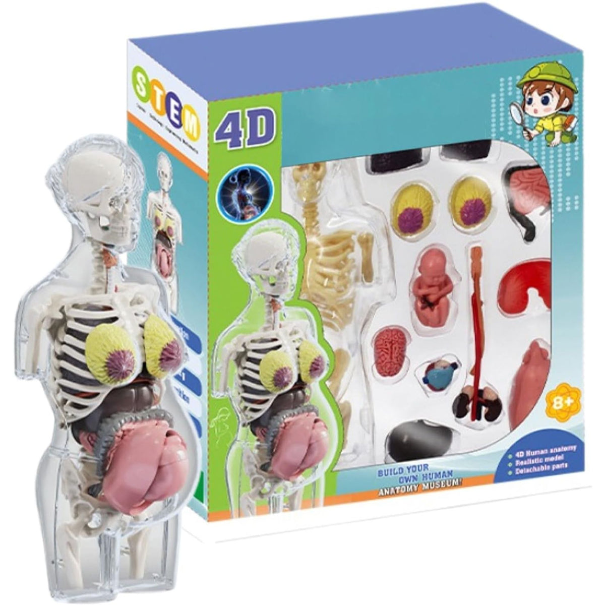 4D Transperant Pregnancy Torso Model Scientific Toy Set  || لعبة علمية مجسم المرأة الحامل رباعية الابعاد