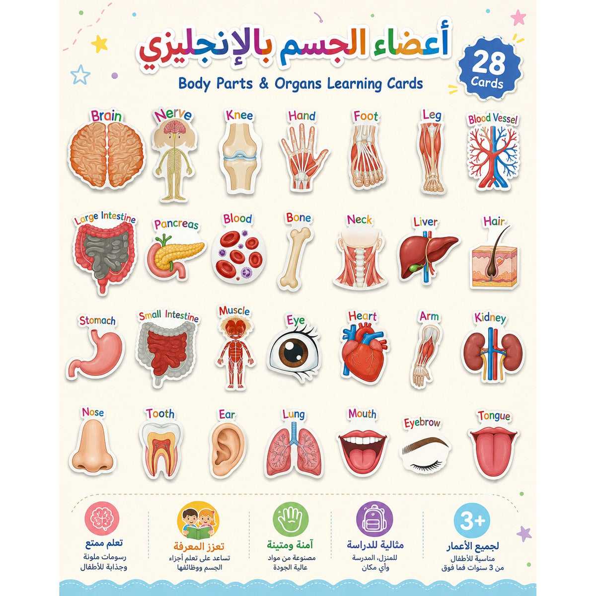 A&T Teachers Whiteboard Strategies My Body 28 Pcs || استراتيجيات تعليمية للمعلمين اجزاء الجسم 28 حبة